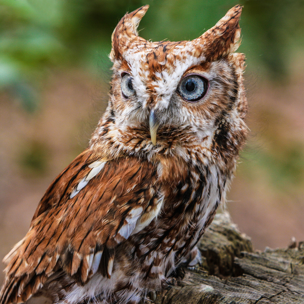 Weitere Ansicht: Magic Owls 2027