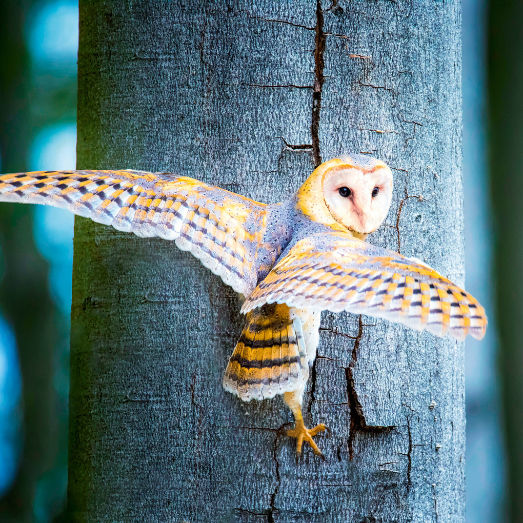 Weitere Ansicht: Magic Owls 2027