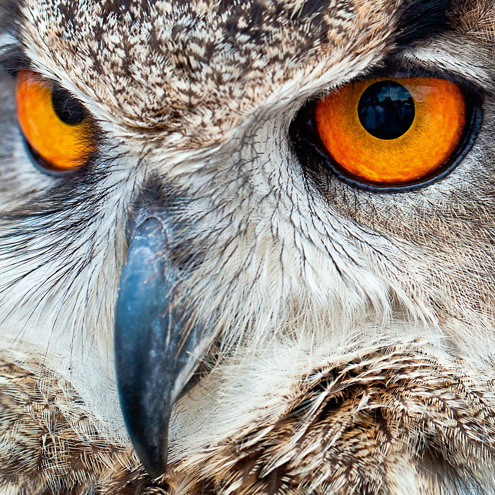 Weitere Ansicht: Magic Owls 2027