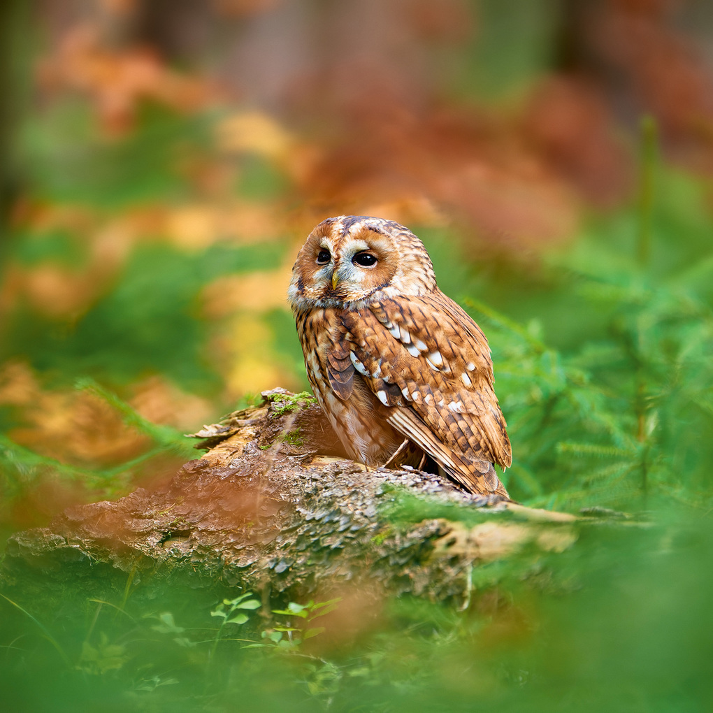 Weitere Ansicht: Magic Owls 2027