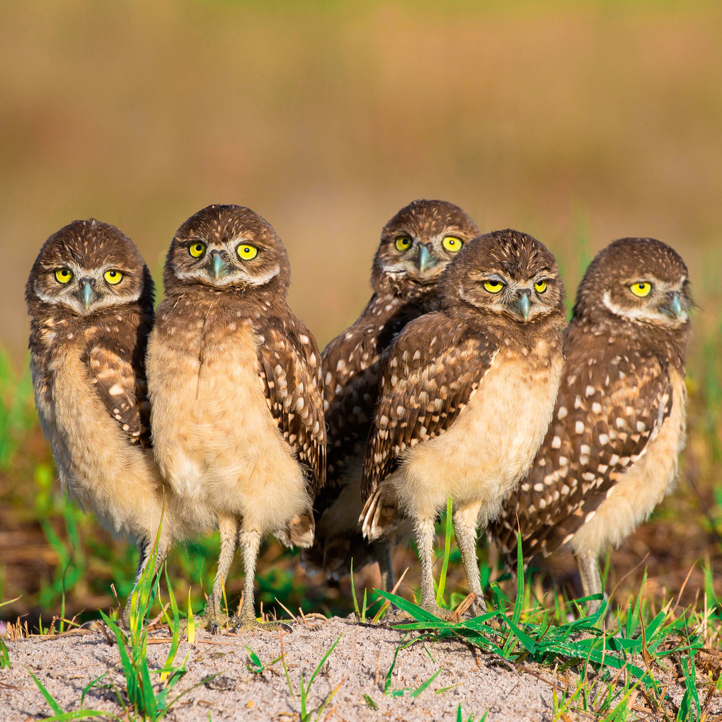Weitere Ansicht: Magic Owls 2027