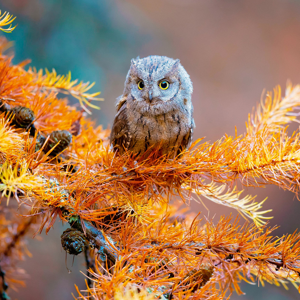Weitere Ansicht: Magic Owls 2027