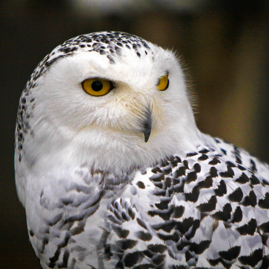 Weitere Ansicht: Magic Owls 2027