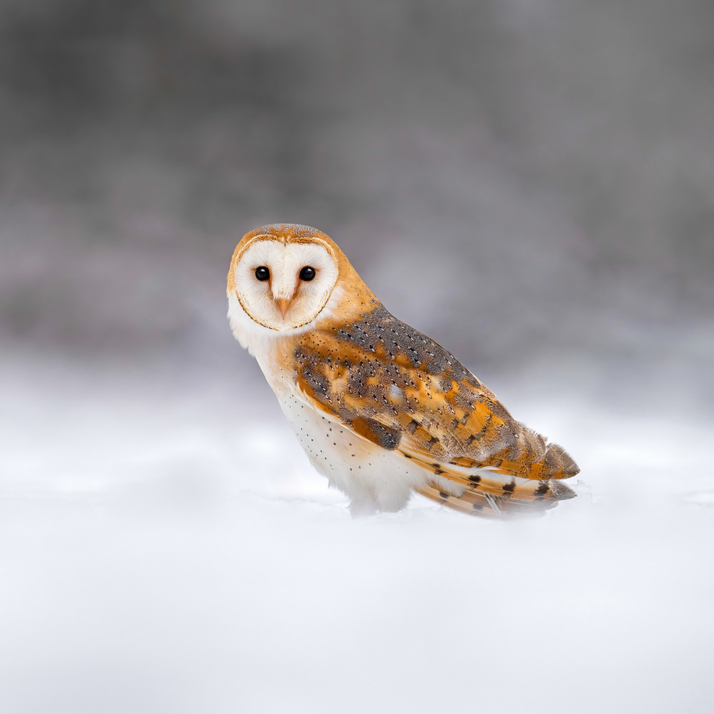 Weitere Ansicht: Magic Owls 2027