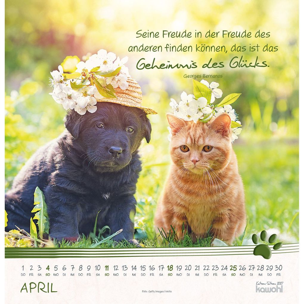 Weitere Ansicht: Katzen-Tatzen 2027