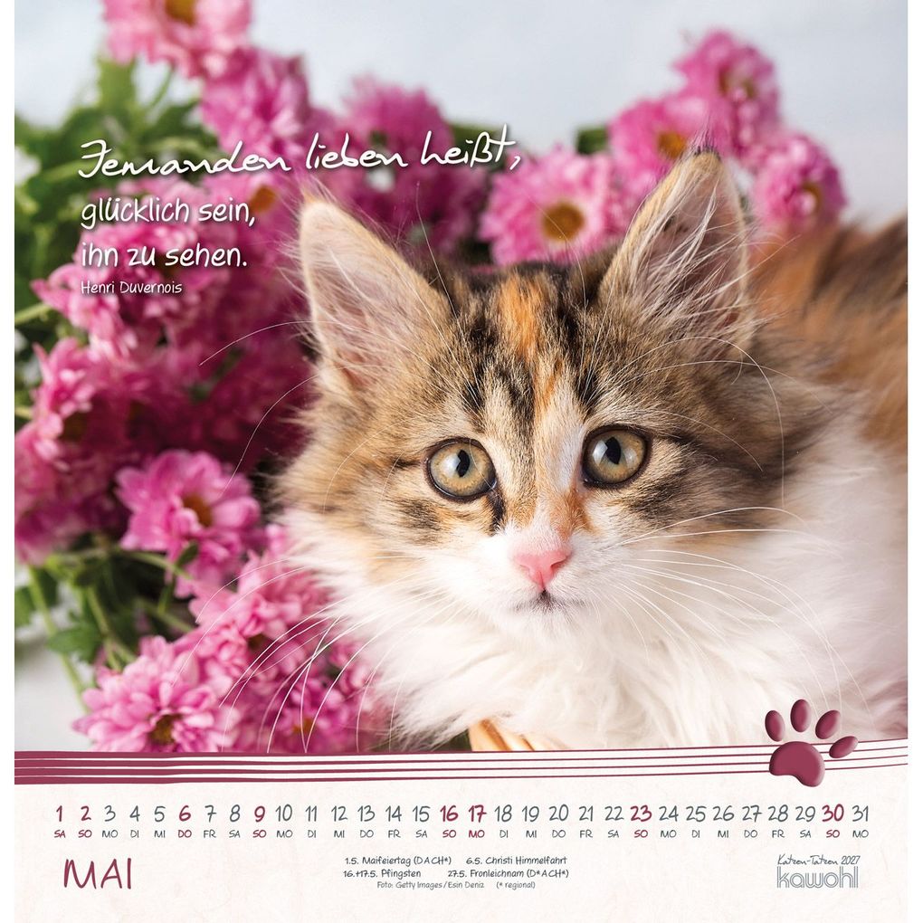 Weitere Ansicht: Katzen-Tatzen 2027