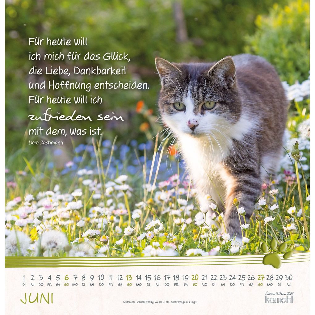 Weitere Ansicht: Katzen-Tatzen 2027