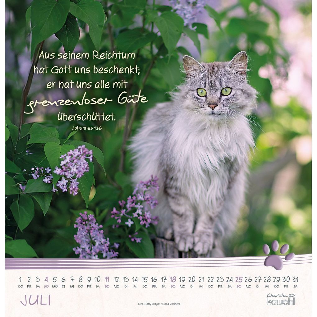 Weitere Ansicht: Katzen-Tatzen 2027