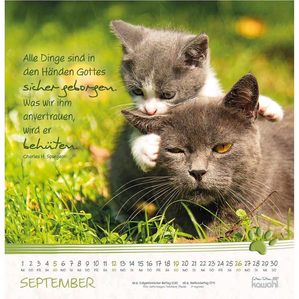 Weitere Ansicht: Katzen-Tatzen 2027