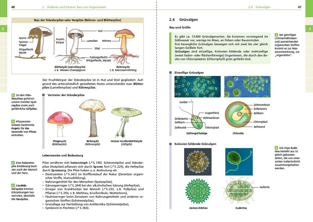 Weitere Ansicht: Basiswissen Schule - Biologie 5. bis 10. Klasse | Christa Pews-Hocke, Edeltraud Kemnitz