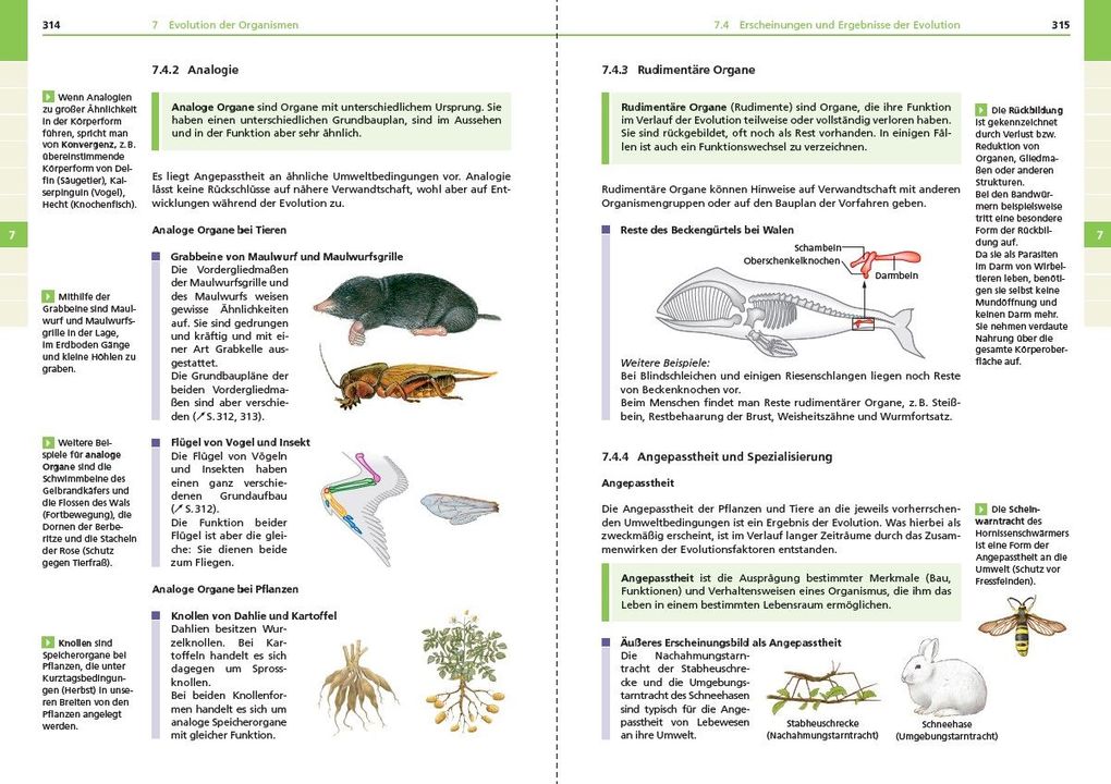 Weitere Ansicht: Basiswissen Schule - Biologie 5. bis 10. Klasse | Christa Pews-Hocke, Edeltraud Kemnitz