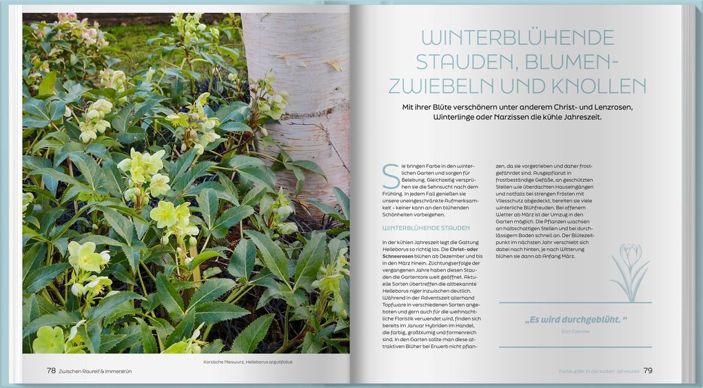 Weitere Ansicht: Zwischen Raureif und Immergrün | Horst Schöne