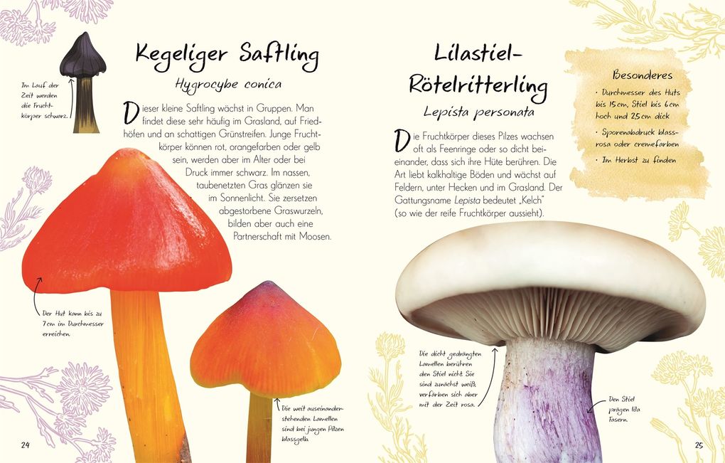 Weitere Ansicht: Wundervolle Welt - Kleine Schätze. Pilze | Ali Ashby, Lynne Boddy