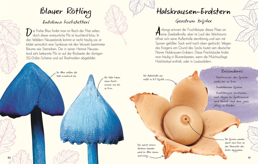 Weitere Ansicht: Wundervolle Welt - Kleine Schätze. Pilze | Ali Ashby, Lynne Boddy