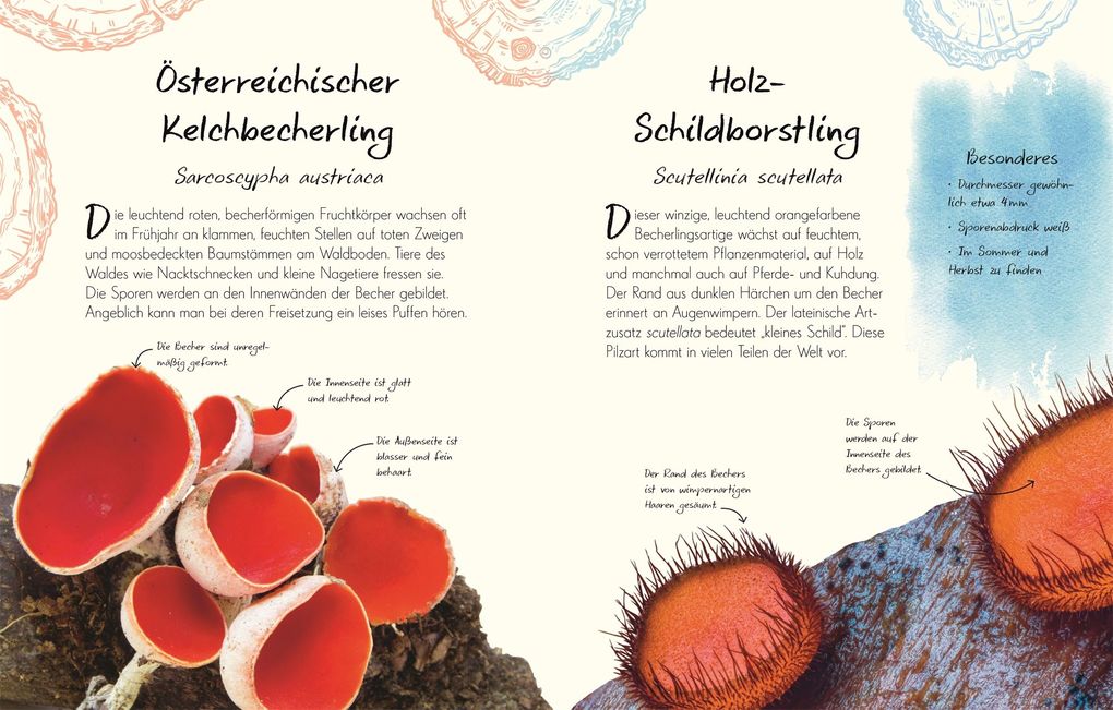 Weitere Ansicht: Wundervolle Welt - Kleine Schätze. Pilze | Ali Ashby, Lynne Boddy