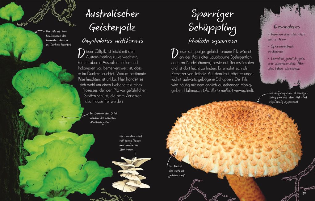 Weitere Ansicht: Wundervolle Welt - Kleine Schätze. Pilze | Ali Ashby, Lynne Boddy