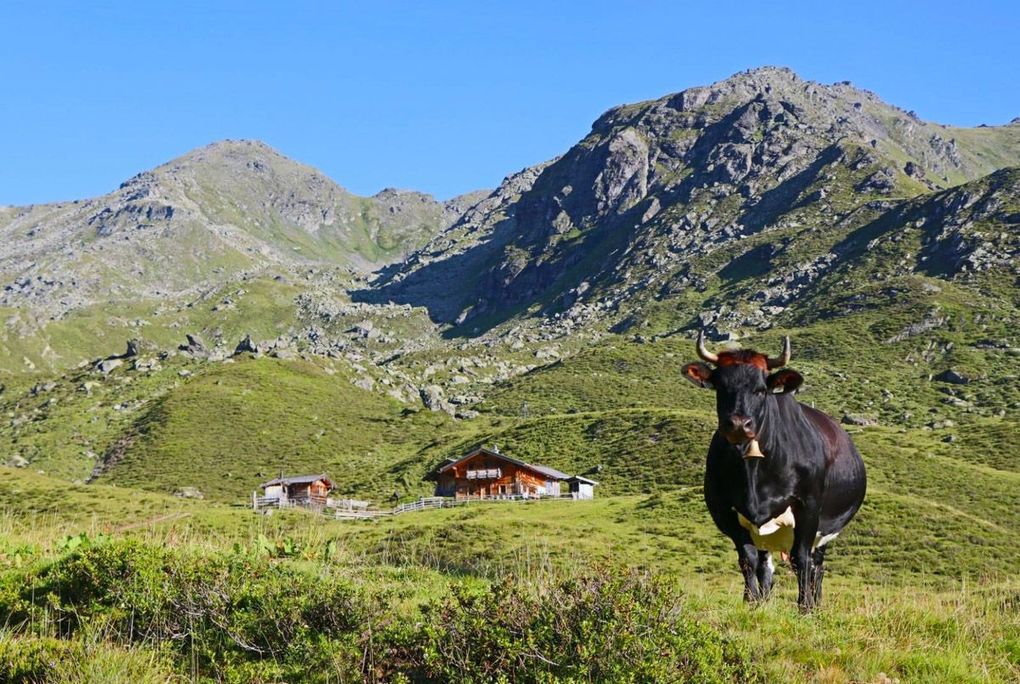 Weitere Ansicht: Alpine Vitalküche | Karin Hofinger