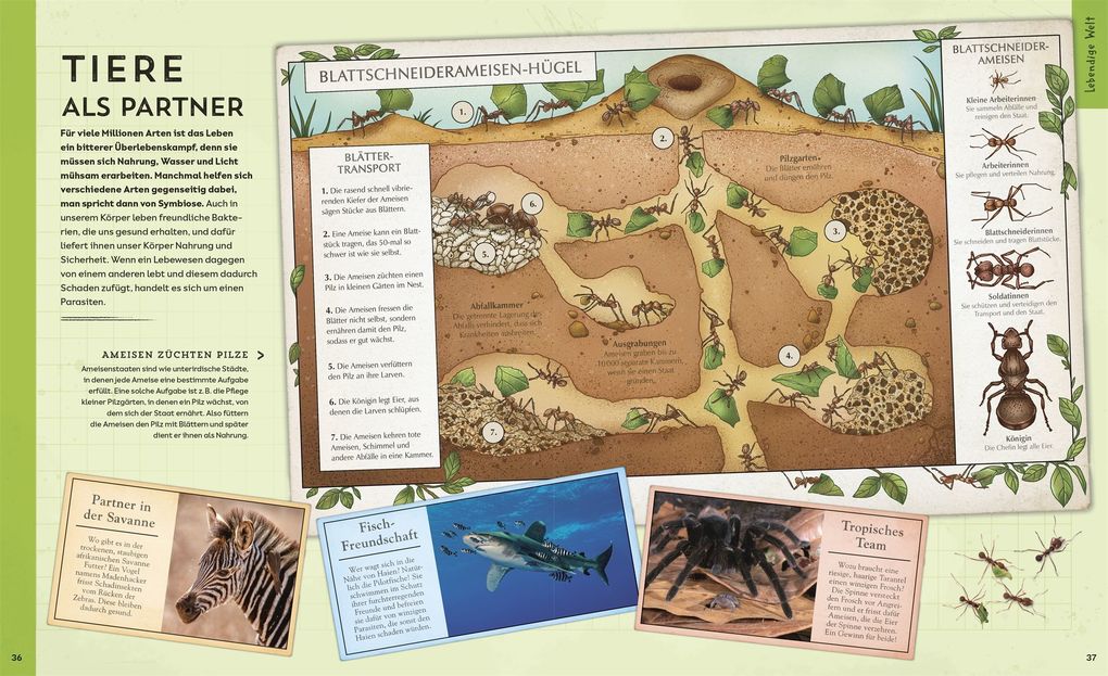 Weitere Ansicht: Welt-Entdecker. Naturwissenschaften | Chris Woodford
