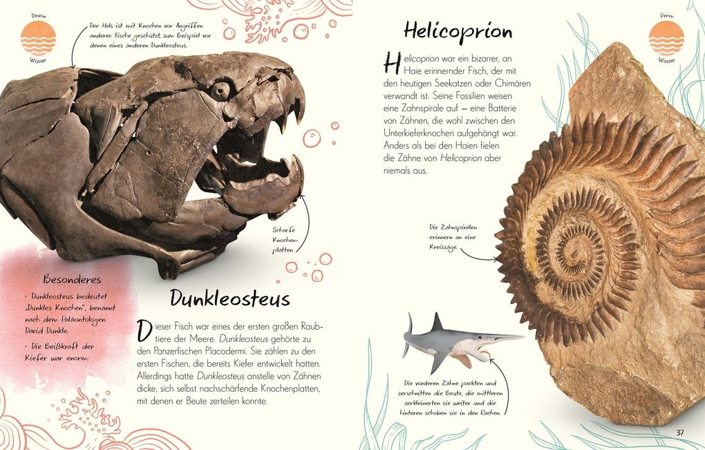 Weitere Ansicht: Wundervolle Welt - Kleine Schätze. Fossilien | Dean Lomax