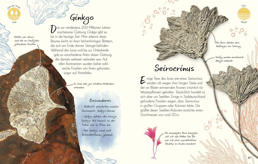 Weitere Ansicht: Wundervolle Welt - Kleine Schätze. Fossilien | Dean Lomax