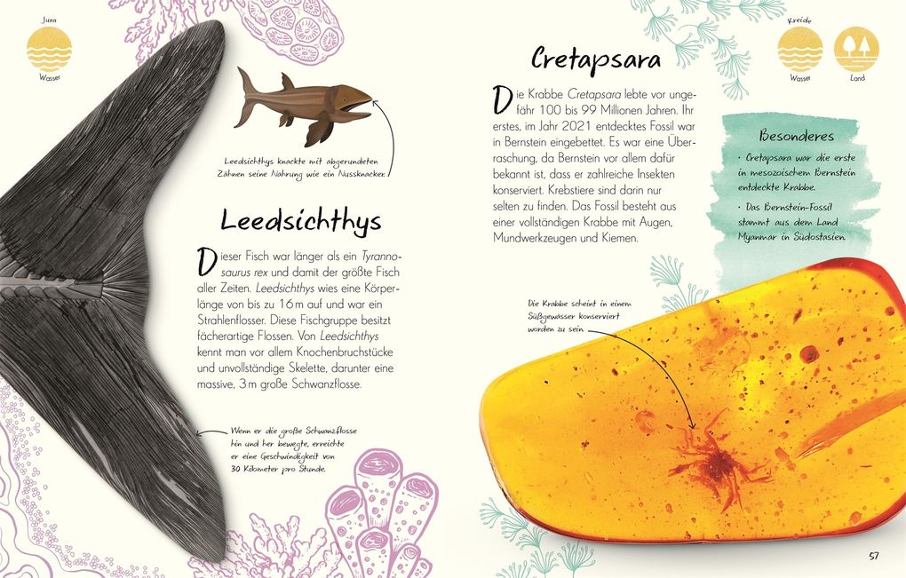 Weitere Ansicht: Wundervolle Welt - Kleine Schätze. Fossilien | Dean Lomax