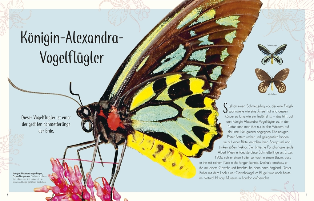 Weitere Ansicht: Wundervolle Welt der Insekten und Spinnentiere | Jess French