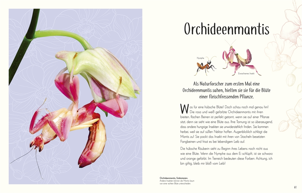 Weitere Ansicht: Wundervolle Welt der Insekten und Spinnentiere | Jess French