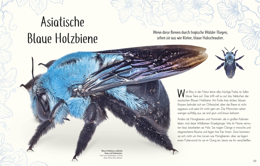 Weitere Ansicht: Wundervolle Welt der Insekten und Spinnentiere | Jess French