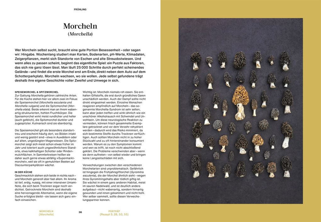 Weitere Ansicht: Pilze, Pilze, Pilze | Moritz Schmid