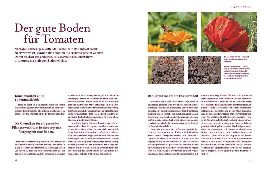Weitere Ansicht: Tomatenglück | Ute Studer