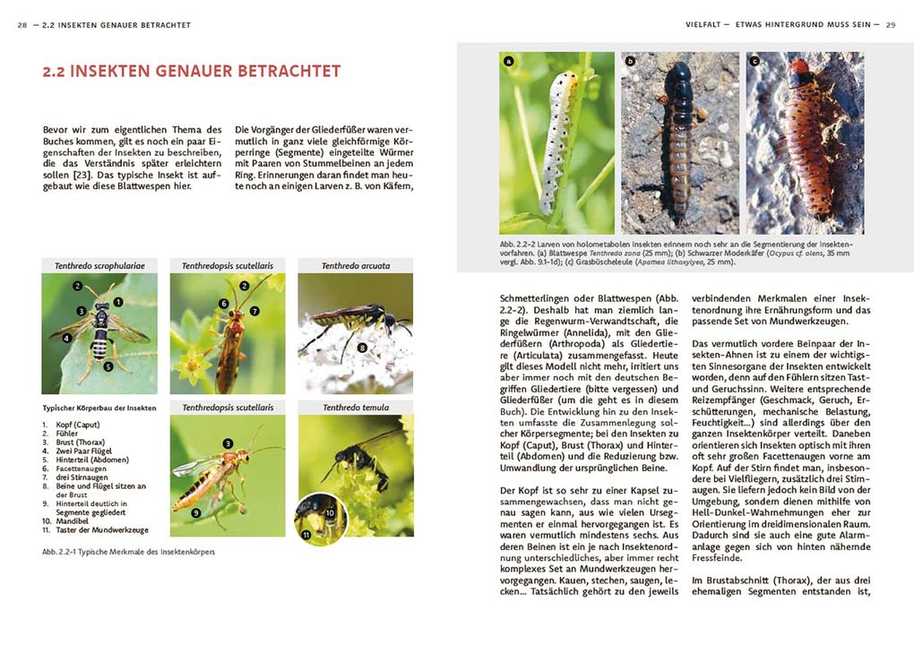 Weitere Ansicht: Wildbienen haben es auch nicht leicht | Jörg Schneider