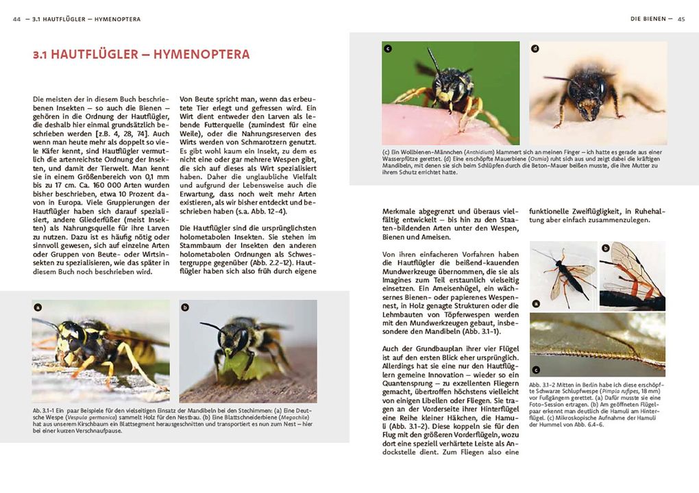 Weitere Ansicht: Wildbienen haben es auch nicht leicht | Jörg Schneider