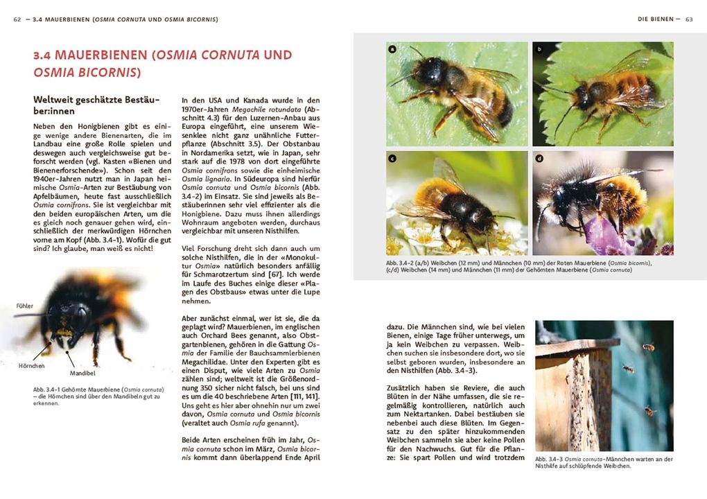 Weitere Ansicht: Wildbienen haben es auch nicht leicht | Jörg Schneider