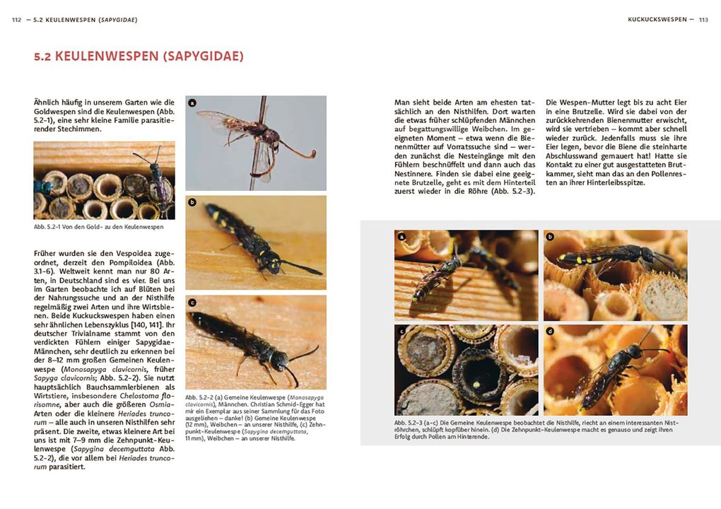 Weitere Ansicht: Wildbienen haben es auch nicht leicht | Jörg Schneider