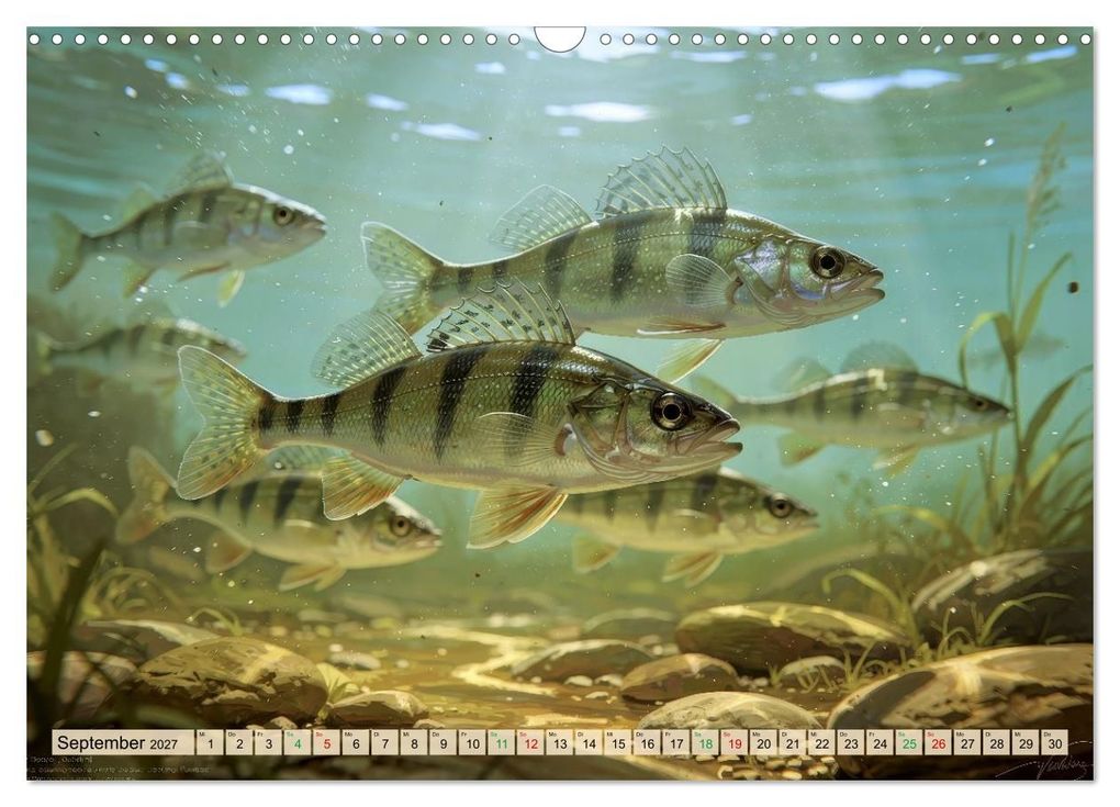 Weitere Ansicht: Barsche im See (Wandkalender 2027 DIN A3 quer), CALVENDO Monatskalender | Calvendo, Torsten Irmer