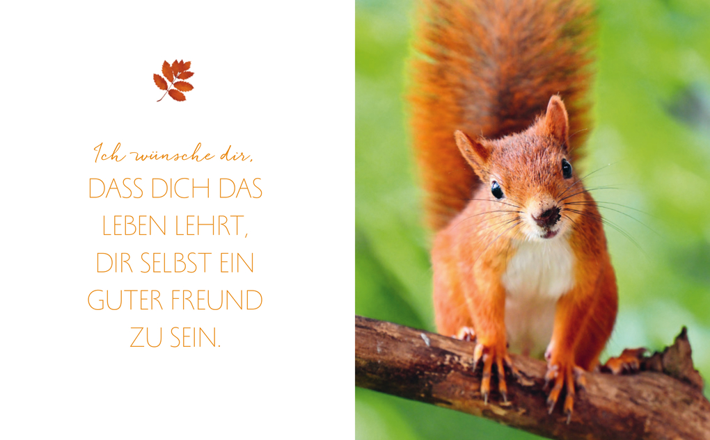 Weitere Ansicht: Das Glück aller Kleeblätter sei mit dir