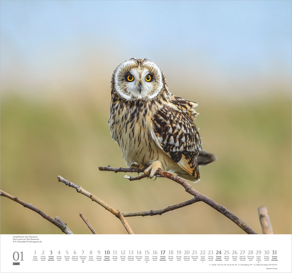 Weitere Ansicht: Geliebte Eulen 2027 | Neumann Verlage GmbH & Co. KG