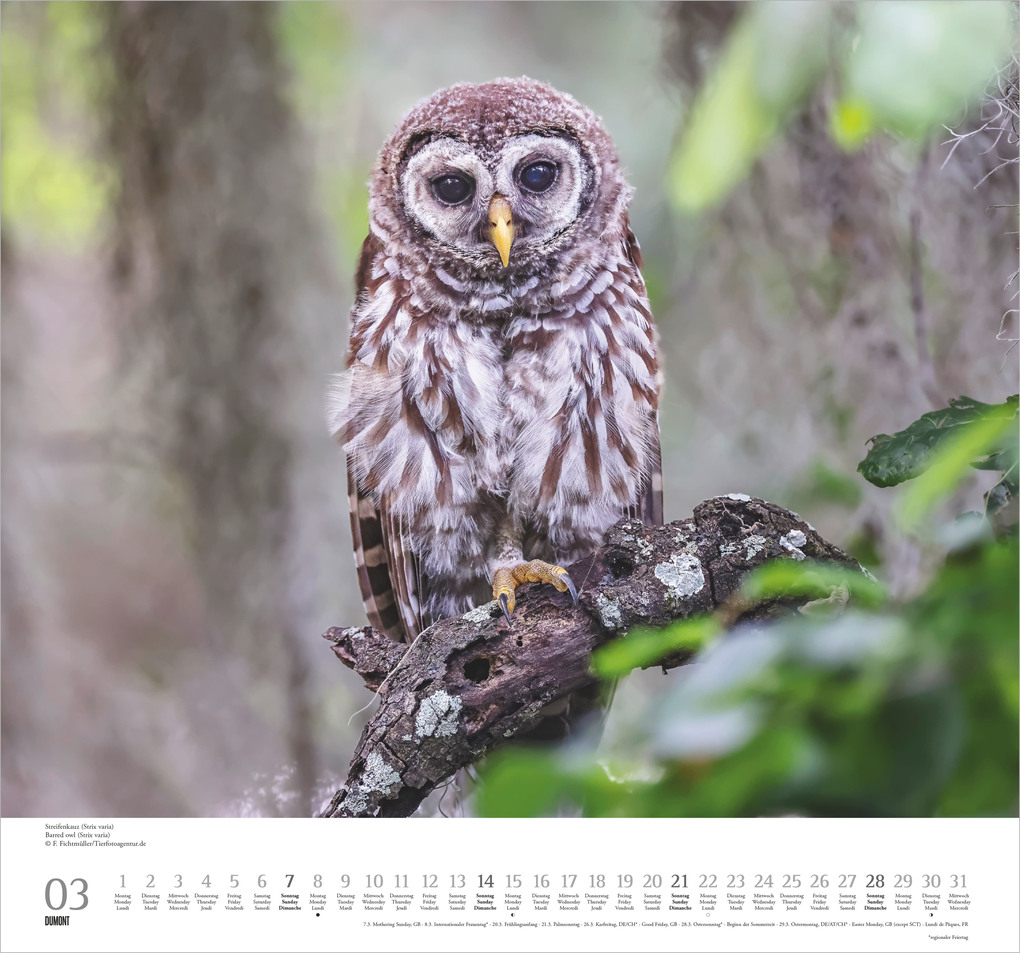 Weitere Ansicht: Geliebte Eulen 2027 | Neumann Verlage GmbH & Co. KG