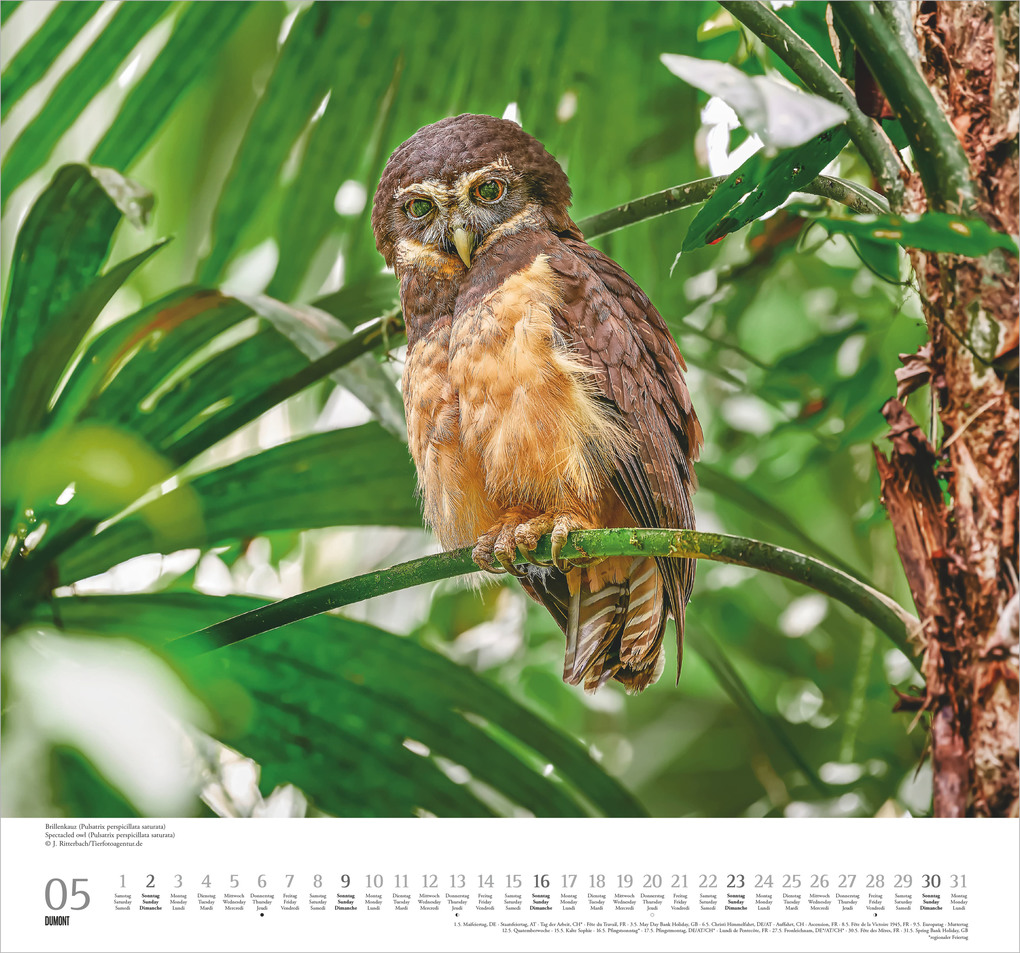 Weitere Ansicht: Geliebte Eulen 2027 | Neumann Verlage GmbH & Co. KG