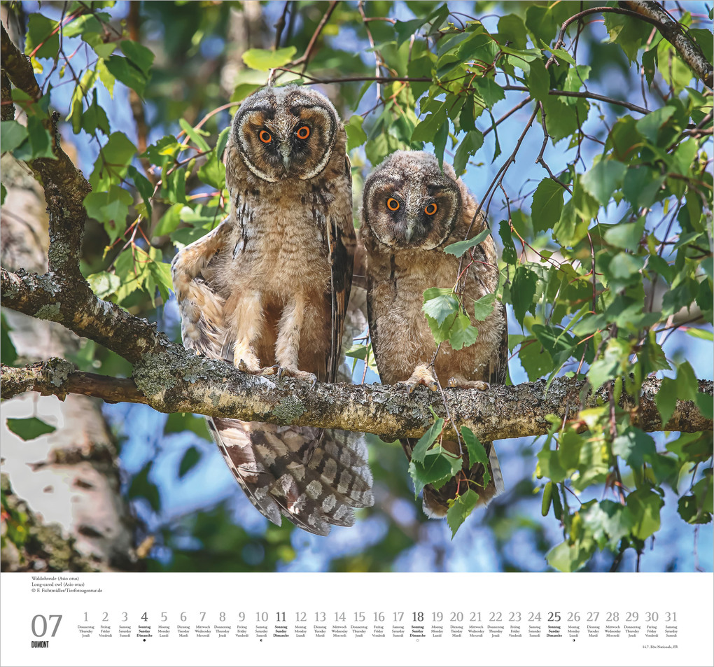 Weitere Ansicht: Geliebte Eulen 2027 | Neumann Verlage GmbH & Co. KG