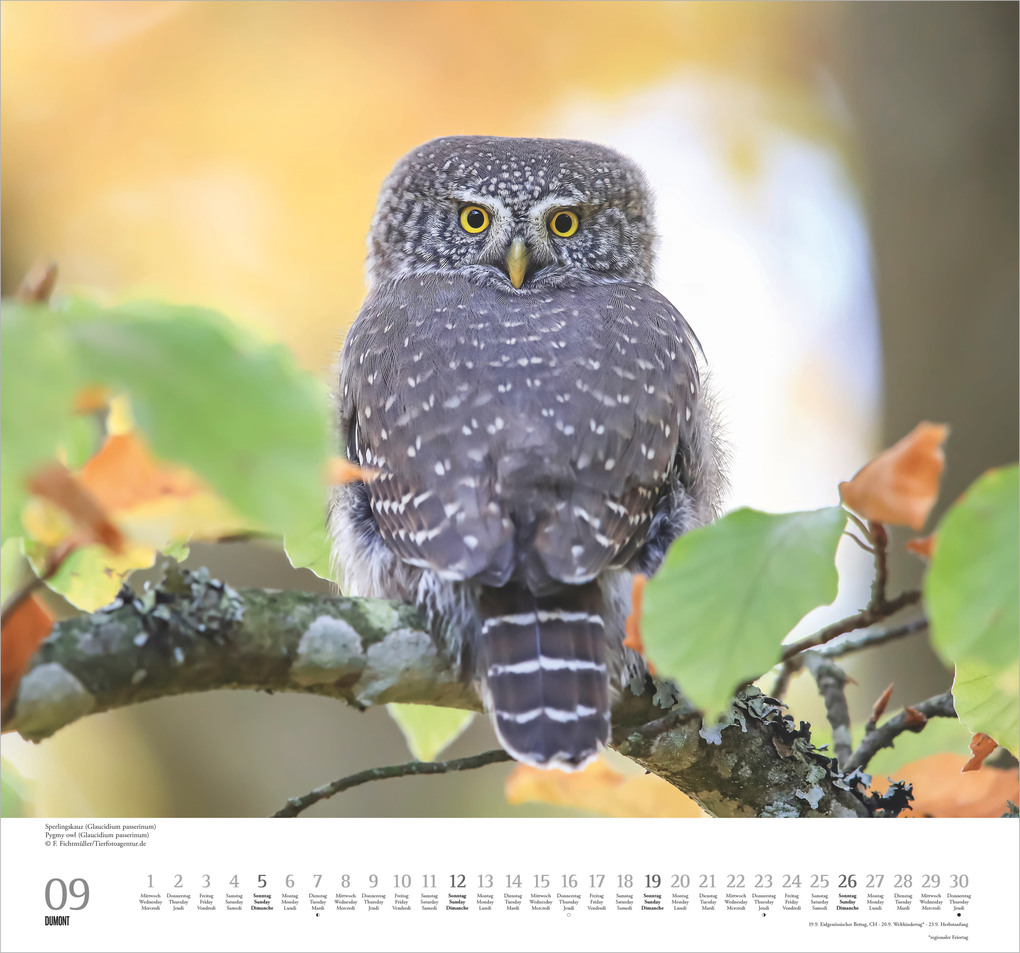 Weitere Ansicht: Geliebte Eulen 2027 | Neumann Verlage GmbH & Co. KG