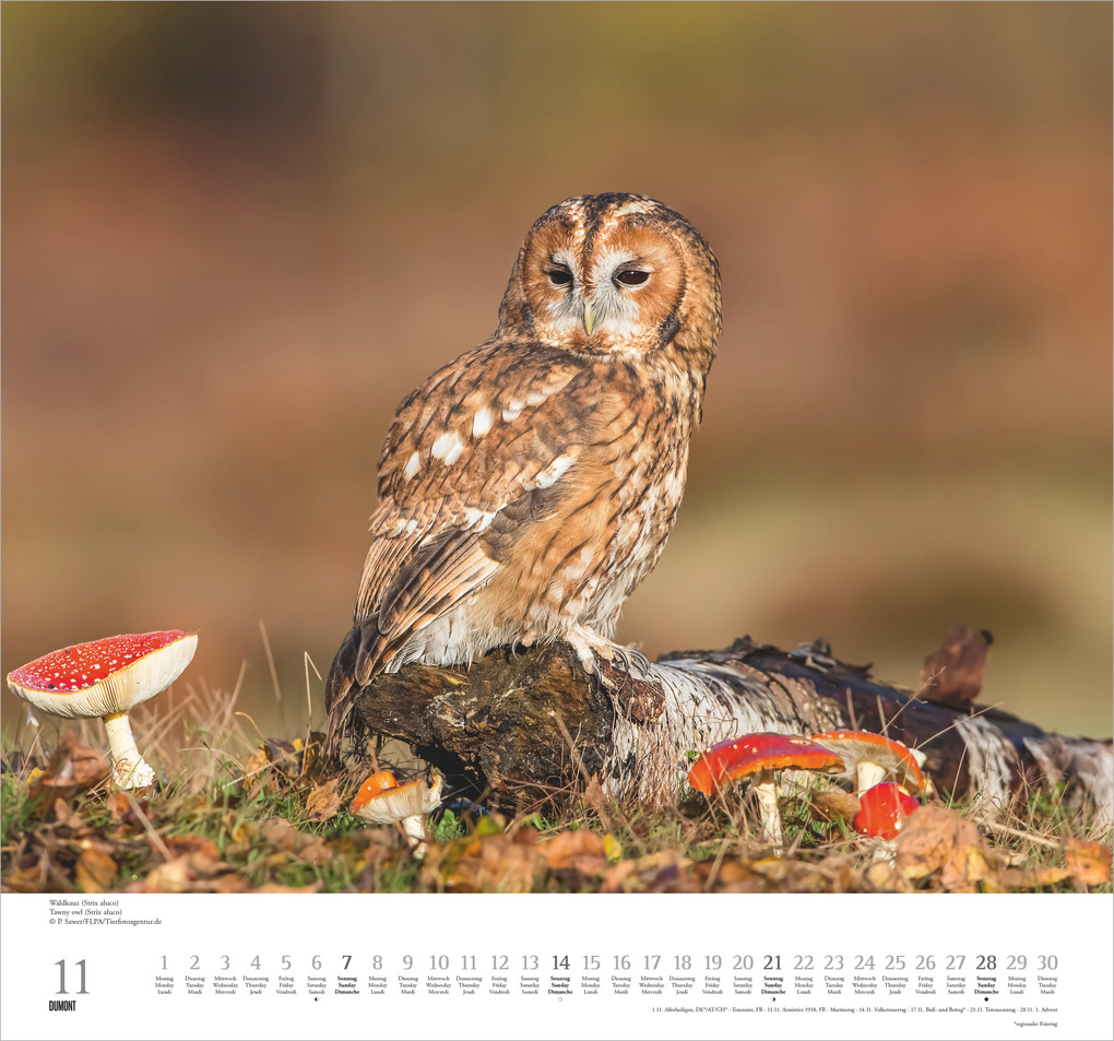 Weitere Ansicht: Geliebte Eulen 2027 | Neumann Verlage GmbH & Co. KG