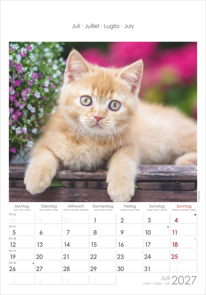 Weitere Ansicht: Katzen 2027 | Neumann Verlage GmbH & Co. KG