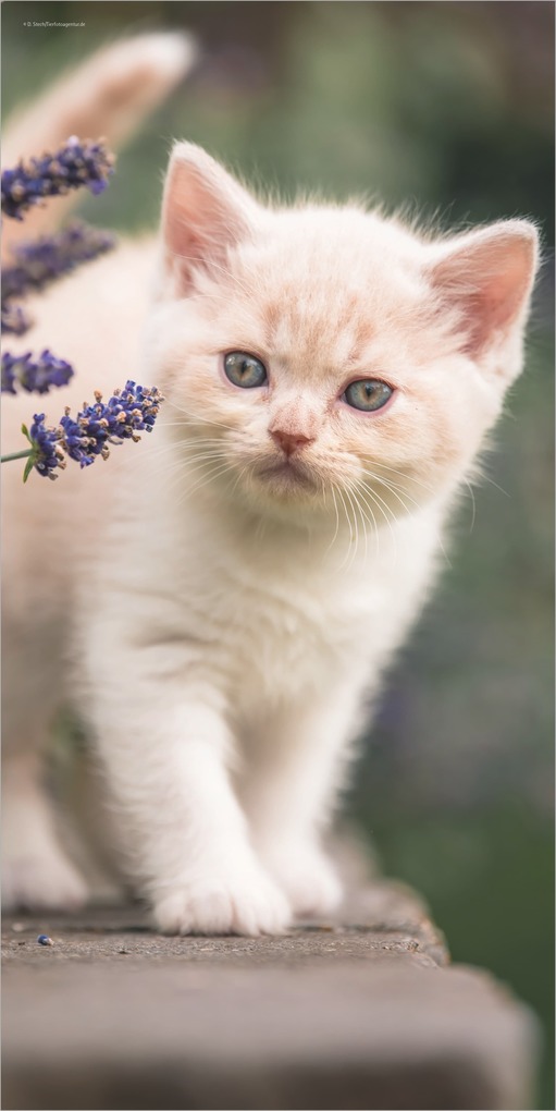 Weitere Ansicht: Samtpfötchen 2027 | Neumann Verlage GmbH & Co. KG