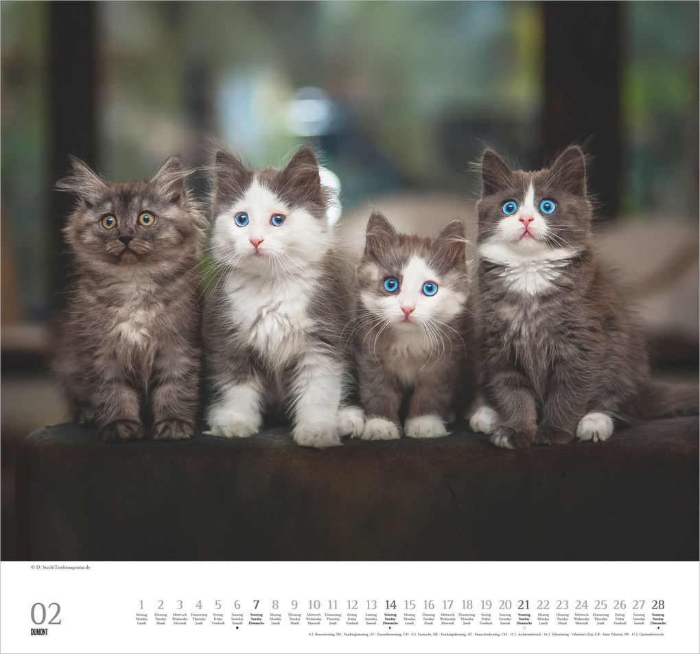 Weitere Ansicht: Geliebte Stubentiger 2027 | Neumann Verlage GmbH & Co. KG