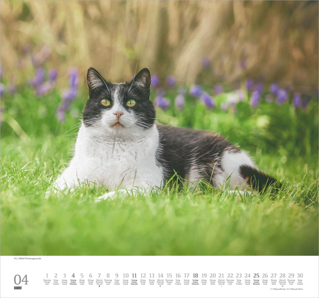 Weitere Ansicht: Geliebte Stubentiger 2027 | Neumann Verlage GmbH & Co. KG