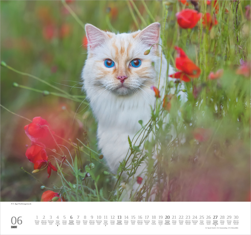 Weitere Ansicht: Geliebte Stubentiger 2027 | Neumann Verlage GmbH & Co. KG