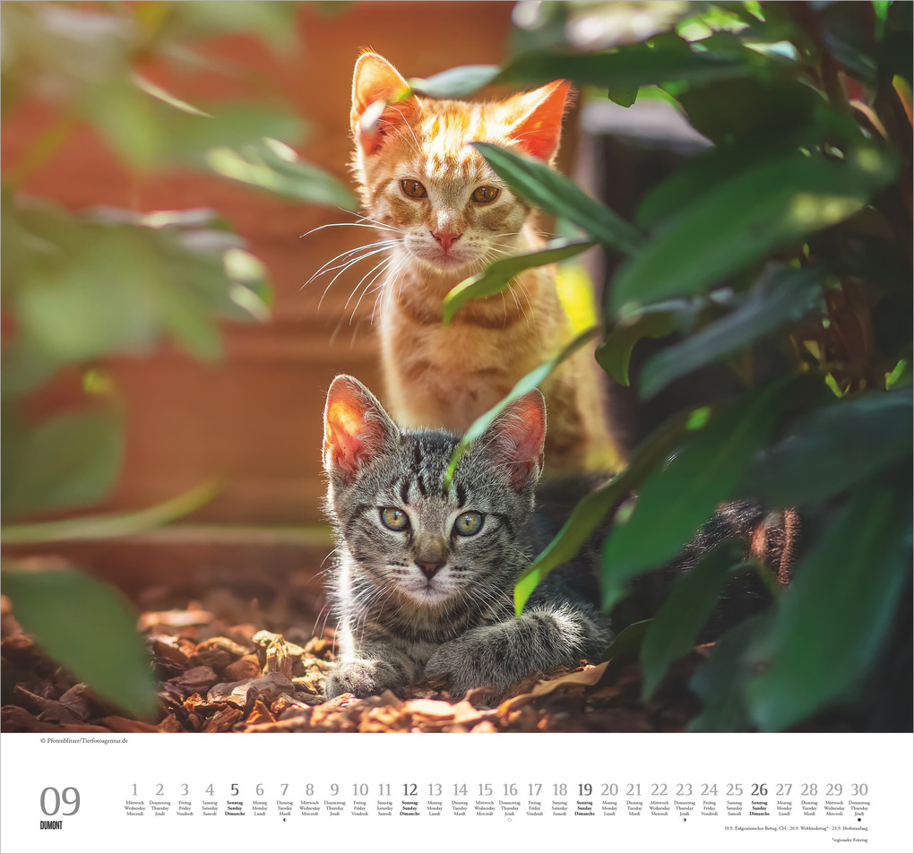 Weitere Ansicht: Geliebte Stubentiger 2027 | Neumann Verlage GmbH & Co. KG