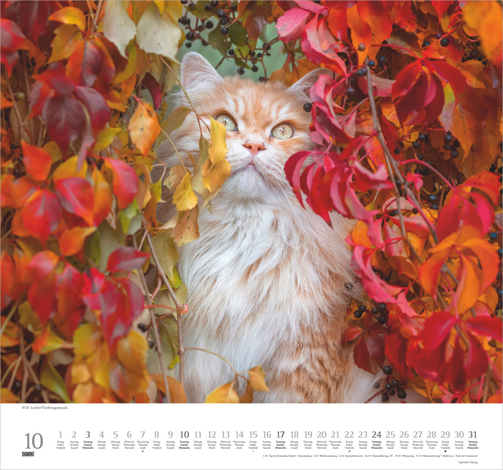 Weitere Ansicht: Geliebte Stubentiger 2027 | Neumann Verlage GmbH & Co. KG