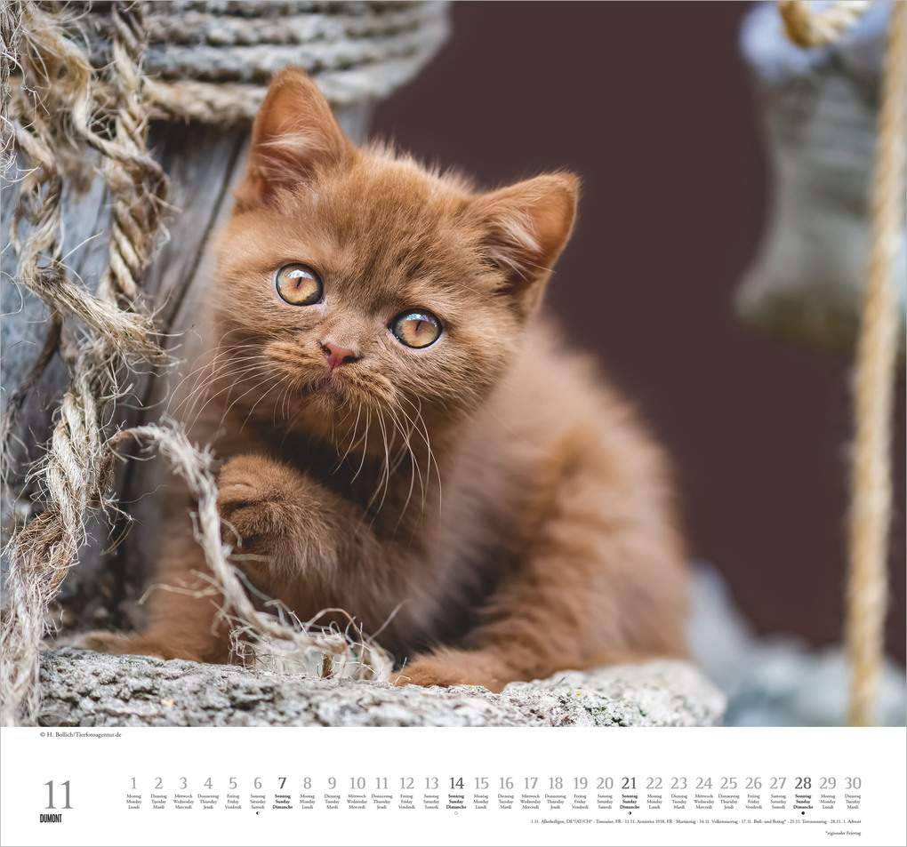 Weitere Ansicht: Geliebte Stubentiger 2027 | Neumann Verlage GmbH & Co. KG